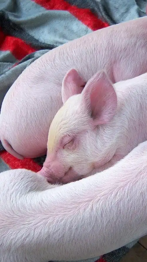 iphone wallpaper three little pigs sleep in dream