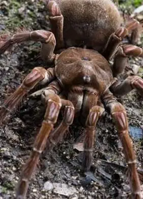 10种恐怖的巨型蜘蛛排行榜