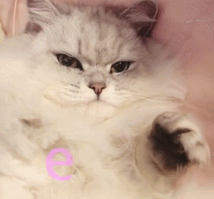 猫咪伸出爪子可爱造型眼神gif动图_动态图_表情包下载_soogif