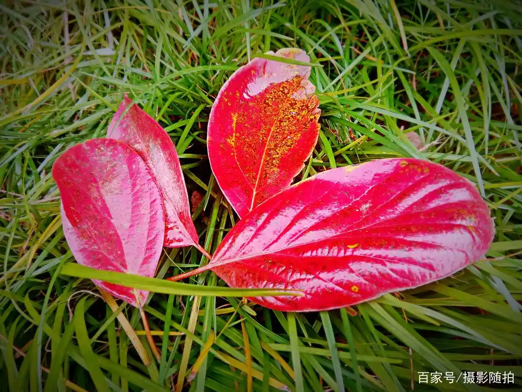 飘落下来的树叶图片欣赏
