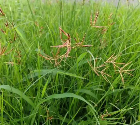 "世界十大恶性杂草"之首香附子,怎样才能消灭干净?