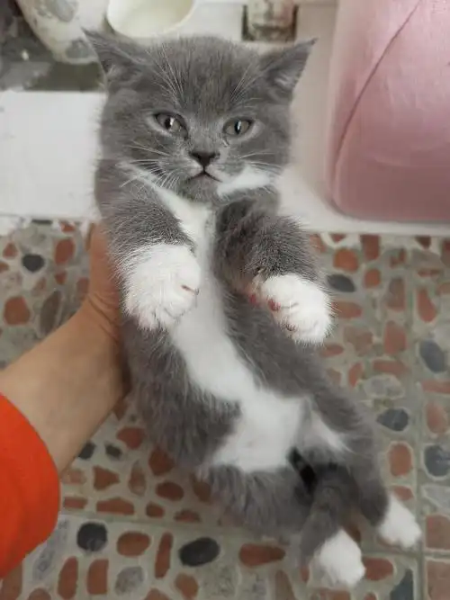 小偿出一只英短白手套猫咪