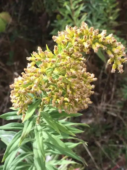 名如其草:秋麒麟草