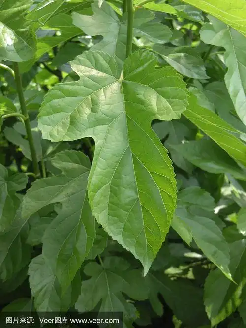 桑树的叶子