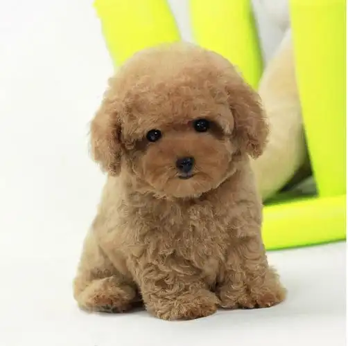 泰迪犬幼纯种健康康的爆毛活体视频挑选香槟色狗狗