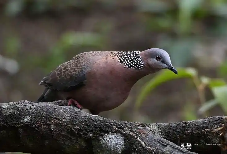 广东南岭大山里的珠颈斑鸠