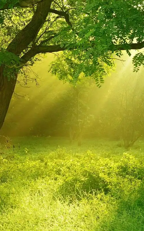 绿意的阳光,高清图片,手机锁屏桌面-壁纸族