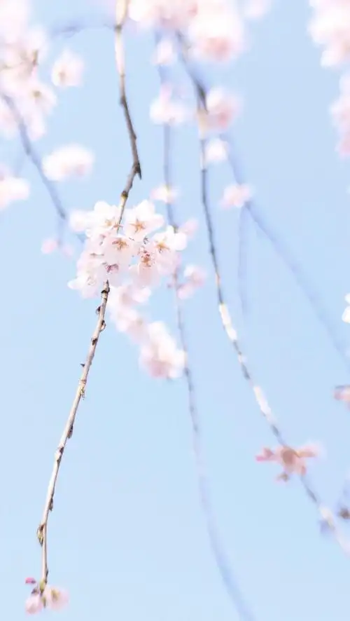 清新 花 壁纸 锁屏