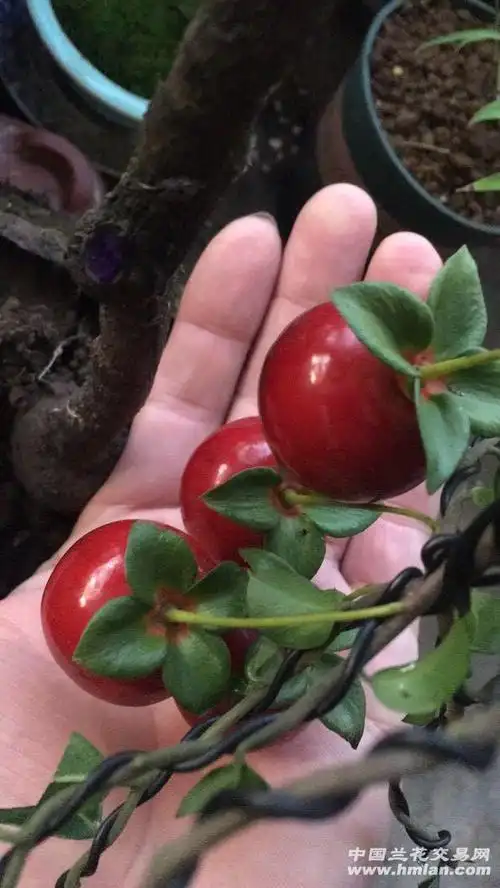 金弹子血红亮果