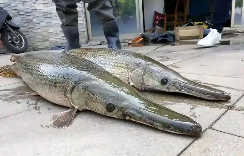 谈谈网红"水怪"鳄雀鳝,它的危害之大,远超出了很多人的想象_养殖_繁殖