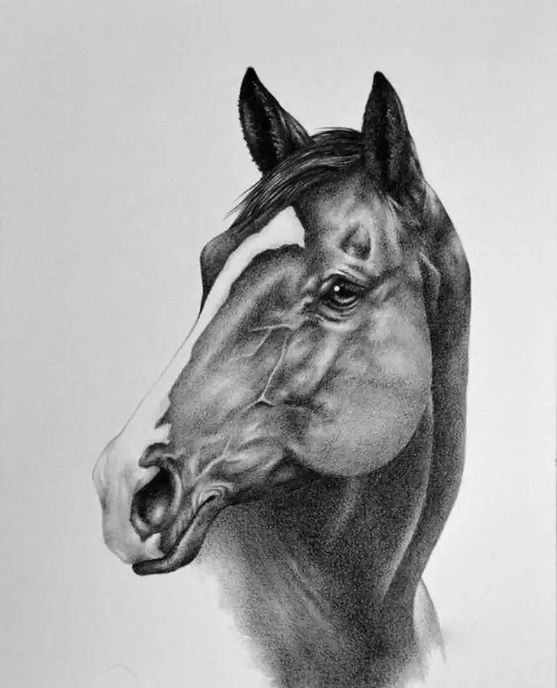 素描素材|素描马头素材分享