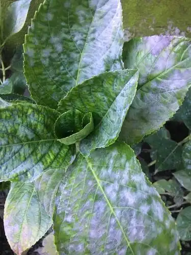 我的绣球花是得了什么病吗?求大神指教!