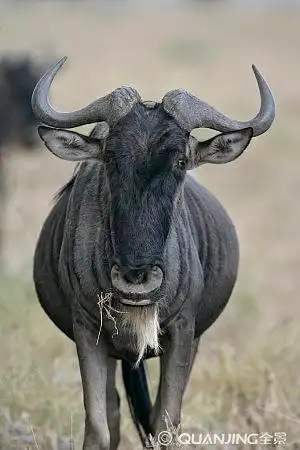 角马图片_图片大全