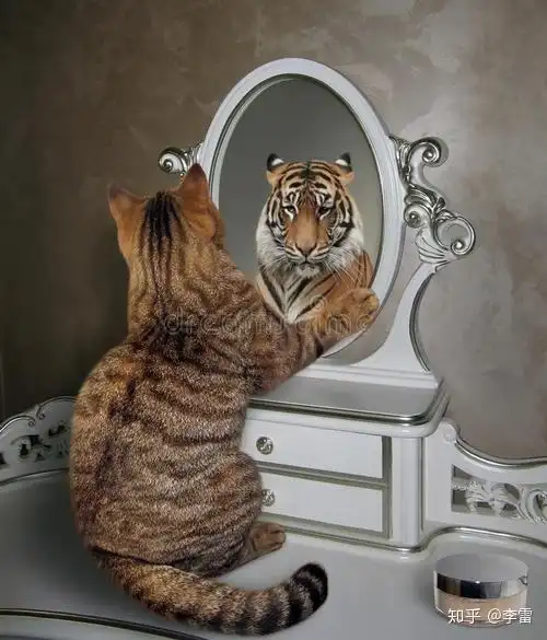 当猫在照镜子的时候它是否能意识到镜子里的那只猫是它自己? - 知乎
