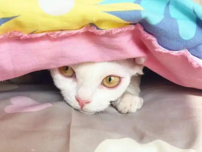 终于发现被子可以钻的小猫咪一脸得意的笑