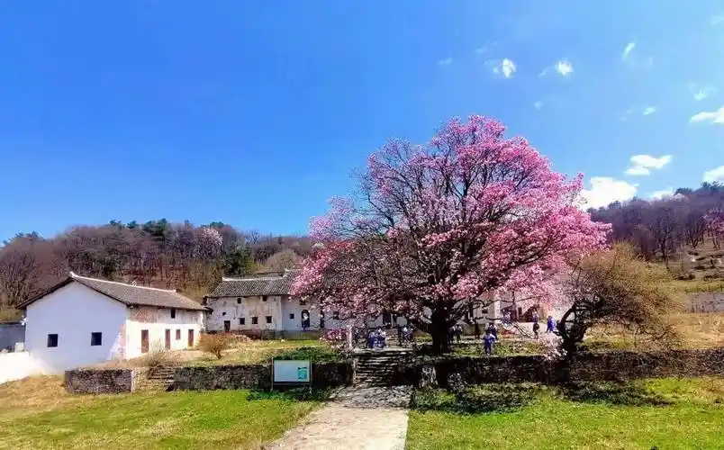 中水镇小寨社区车厘子熟啦趁着"五一"假期快去采摘威宁融媒综合整理