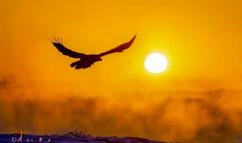 渐发晨光旭日升·雄鹰展翅搏长空