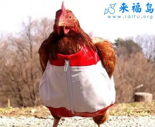 老母鸡的新衣裳