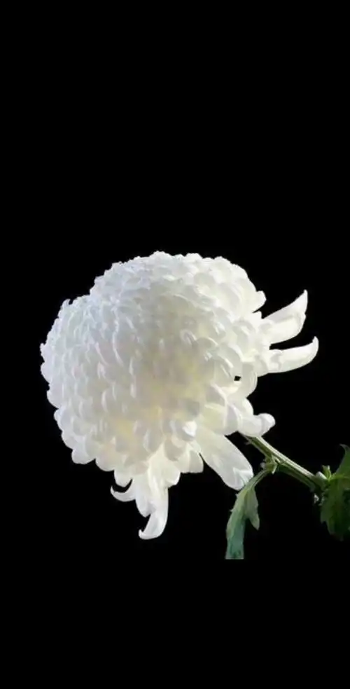 缅怀烈士,悼念逝者--高林村镇中心校哀悼活动