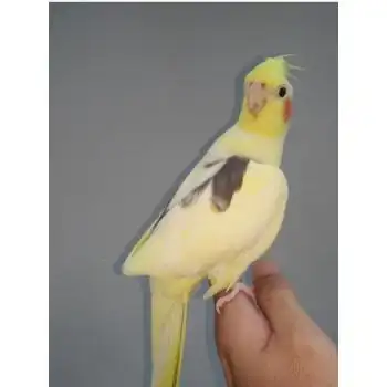 鹦鹉手养活体鸟人鸟黄化白子珍珠原始灰派特说话可繁殖活鸟 红脸高趴