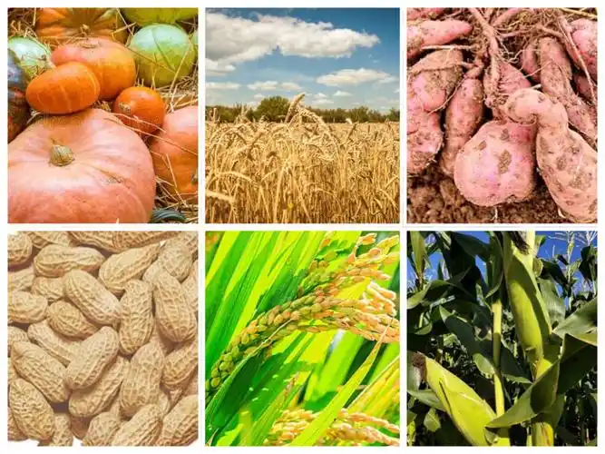 3【认识农作物及其营养价值】感受秋天收获的喜悦.