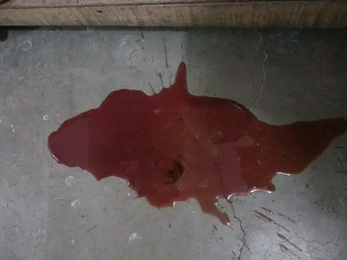 狗狗拉血,昨天吃的全吐了,今天就光喝了些水,唉,好可怜!求大神帮忙!