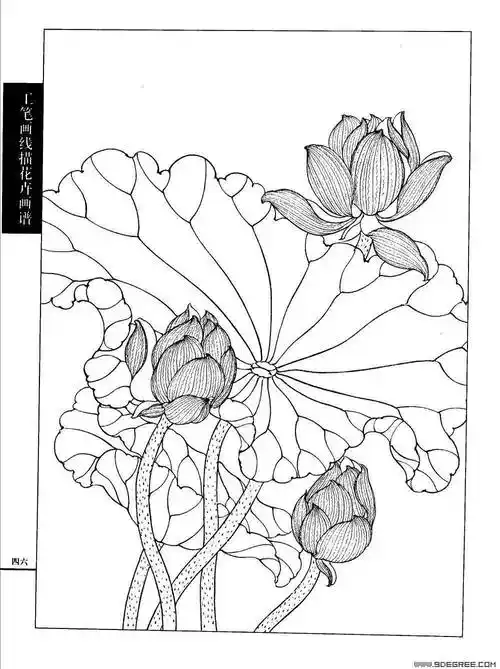 工笔荷花白描画谱120幅