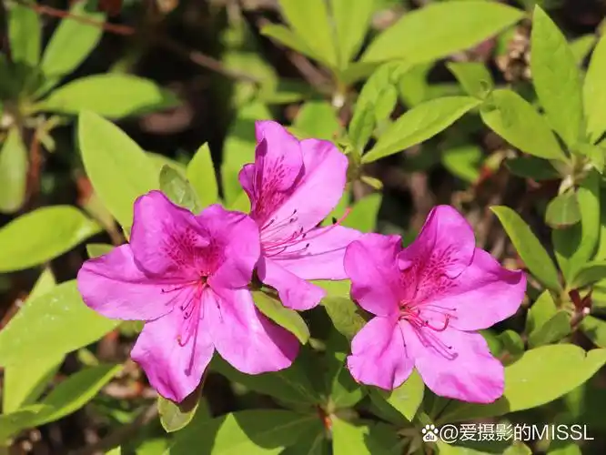 花卉原创摄影之杜鹃花(二)#摄影爱好者联盟