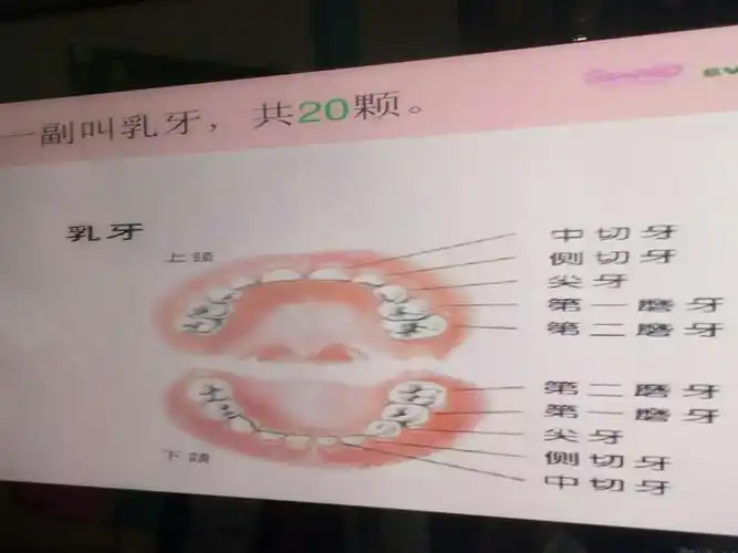 齐齐排两排 天天早晚刷干净 吃饭吃菜全靠它 瞧瞧谁的牙齿干净又亮白