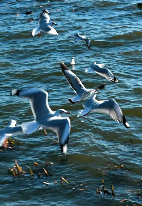 彩云与海鸥相伴