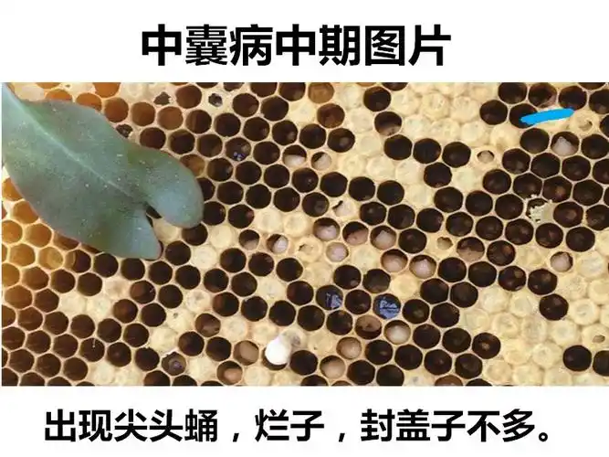 蜂药中囊克星烂子灵中囊灵幼虫康中囊抗体蜜蜂烂子病药养蜂工具