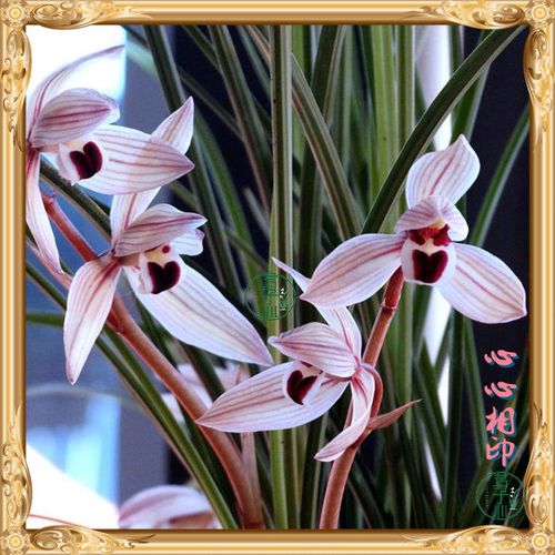 君子心兰苑心心相印云南兰花滇兰国兰莲瓣兰兰花室内盆栽四季常绿