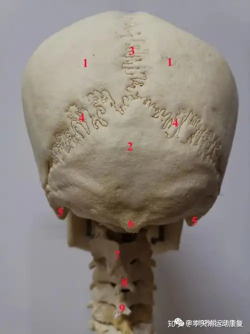 关于小颜整骨-颅骨推得动吗? - 知乎