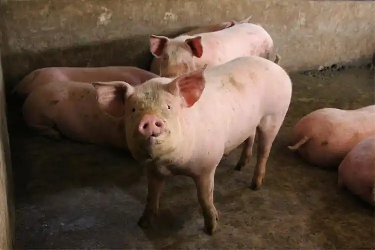 (农村圈养的猪,吃的是草,菜叶,五谷杂粮等)