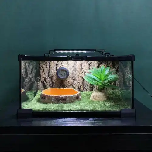 角蛙爬宠爬虫莫斯地毯树皮造景干湿分离养蛙爬虫