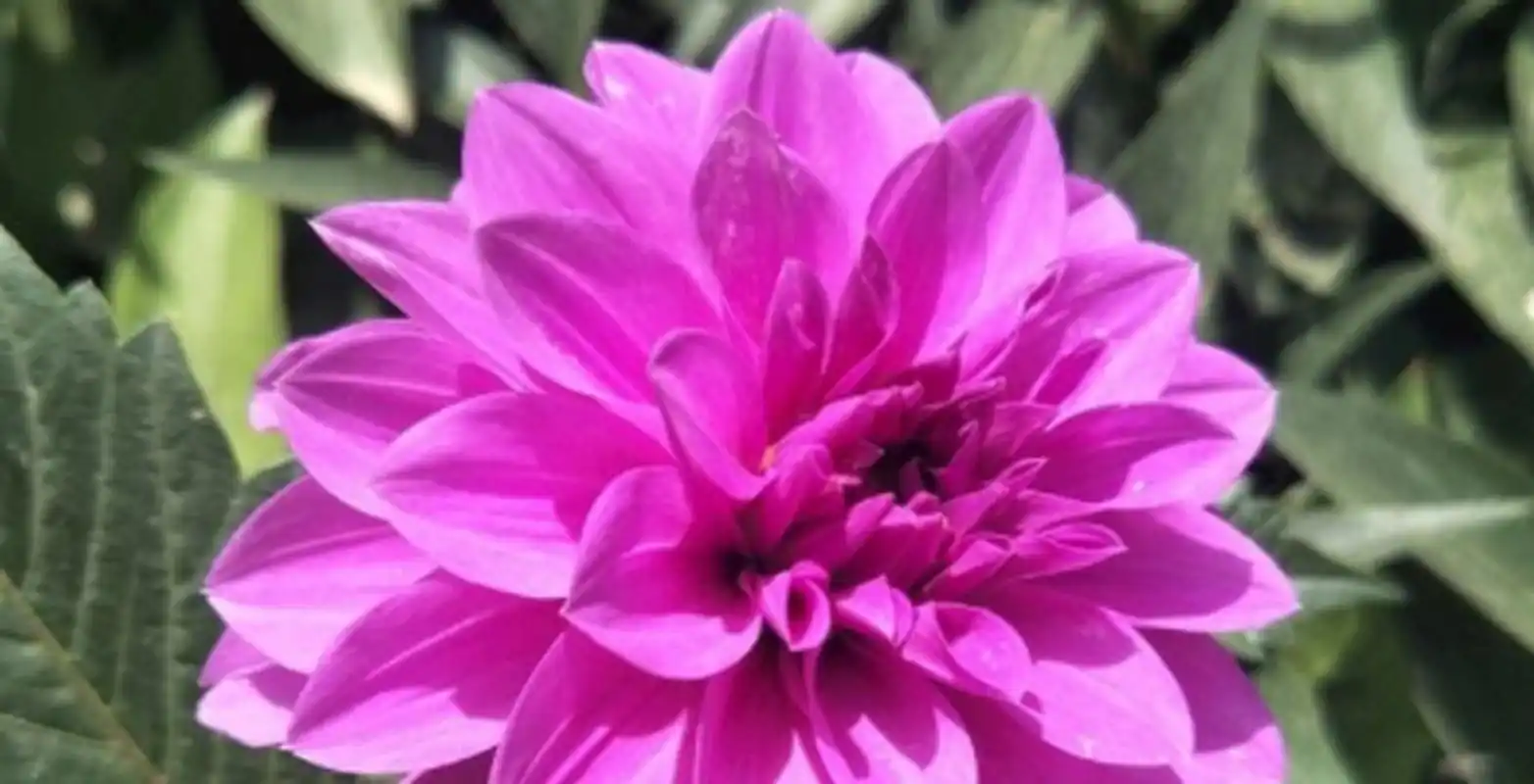 学名"婴儿假面舞会",国外园艺师培育的一款小型月季花,植株低矮,分枝