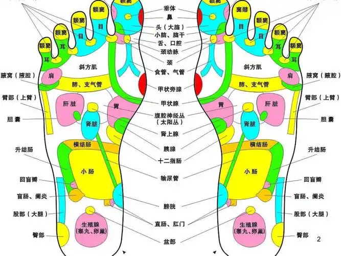 脚底病理反射区部位图_第2页