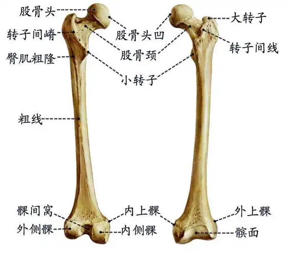 股骨.jpg