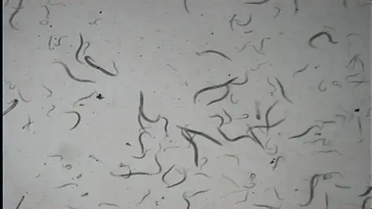 花土里的白色线虫什么样子