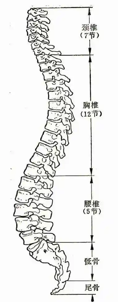缤纷世界 馆藏分类王世豪:“颈椎穴”对应人体颈椎,常用于