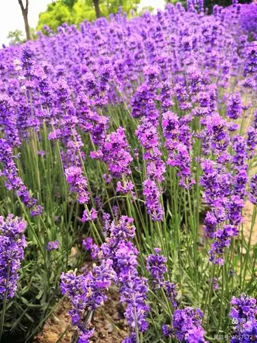 紫色代表浪漫,神秘,高贵,有特色,阳光,比较有皇家气质,因为它有内涵