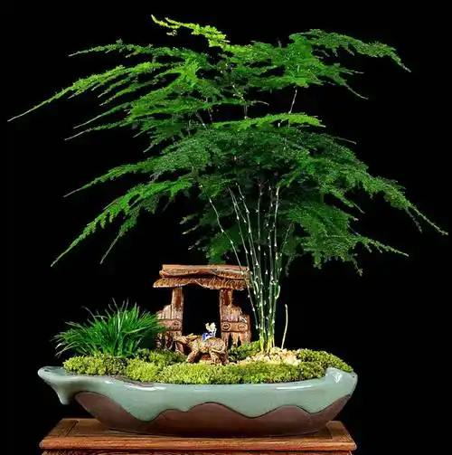 花卉种类绿植花卉大全