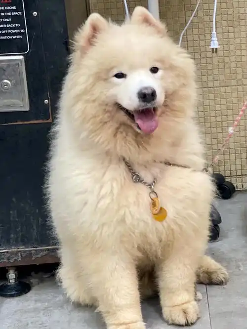 萨摩耶lion熊造型