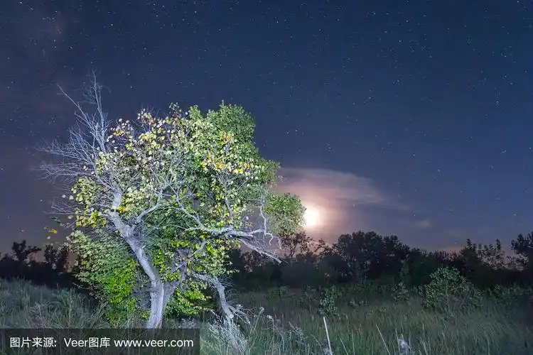 夜景月亮在一棵树上