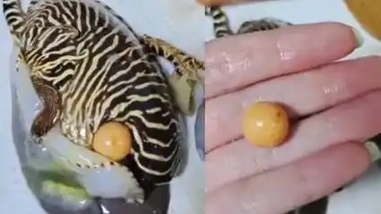 女子网购85元椰子螺,吃出罕见美乐珠:珠宝商出价上十万