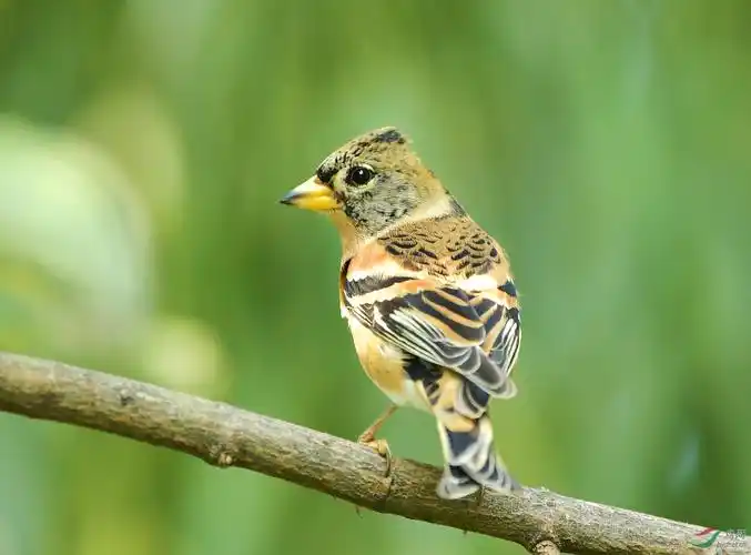 [林鸟] 林中小鸟---燕雀