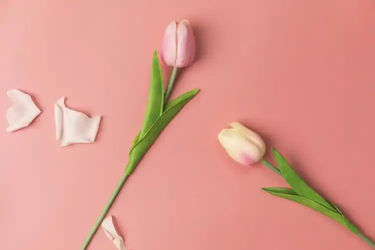 春天鲜花花卉郁金香背景图片