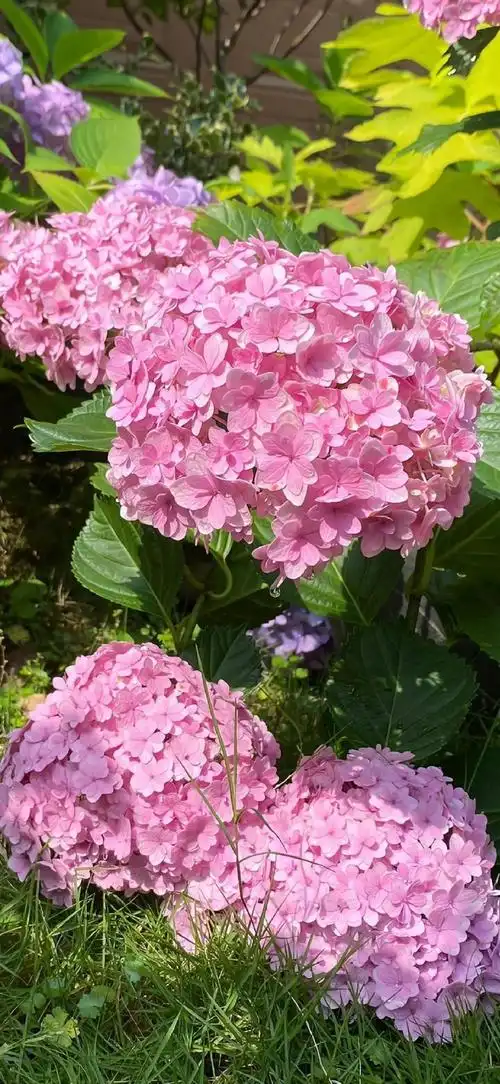 花草植物##绣球花##手机摄影##手机壁纸