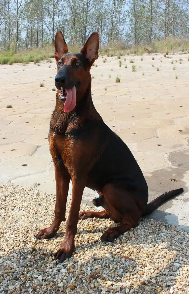 这种狼狗是什么品种?1000块钱可以要吗?_百度知道