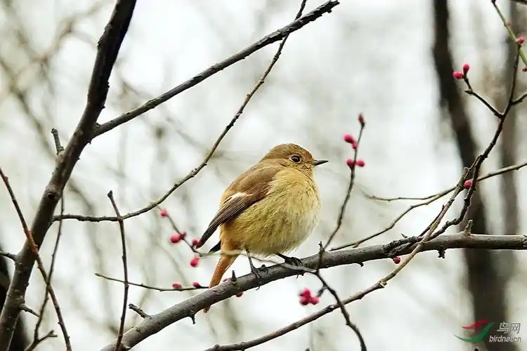 在杭州植物园拍到的两只菜鸟,请教各位老师鸟名.